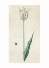 Load image into Gallery viewer, British Watercolor Botanicals, 18th c.