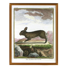 Load image into Gallery viewer, Reprotique Natural History Prints - Framed