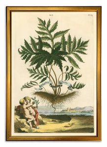 Reprotique Abraham Munting Prints - Framed