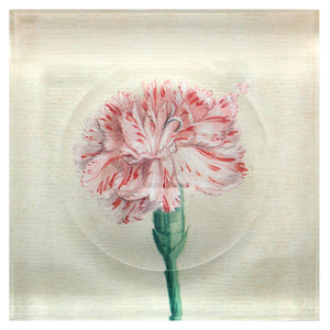 Trinket Bowl | Watercolor Carnation